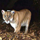 Un puma con un collar de rastreo mira curioso a la cámara.
